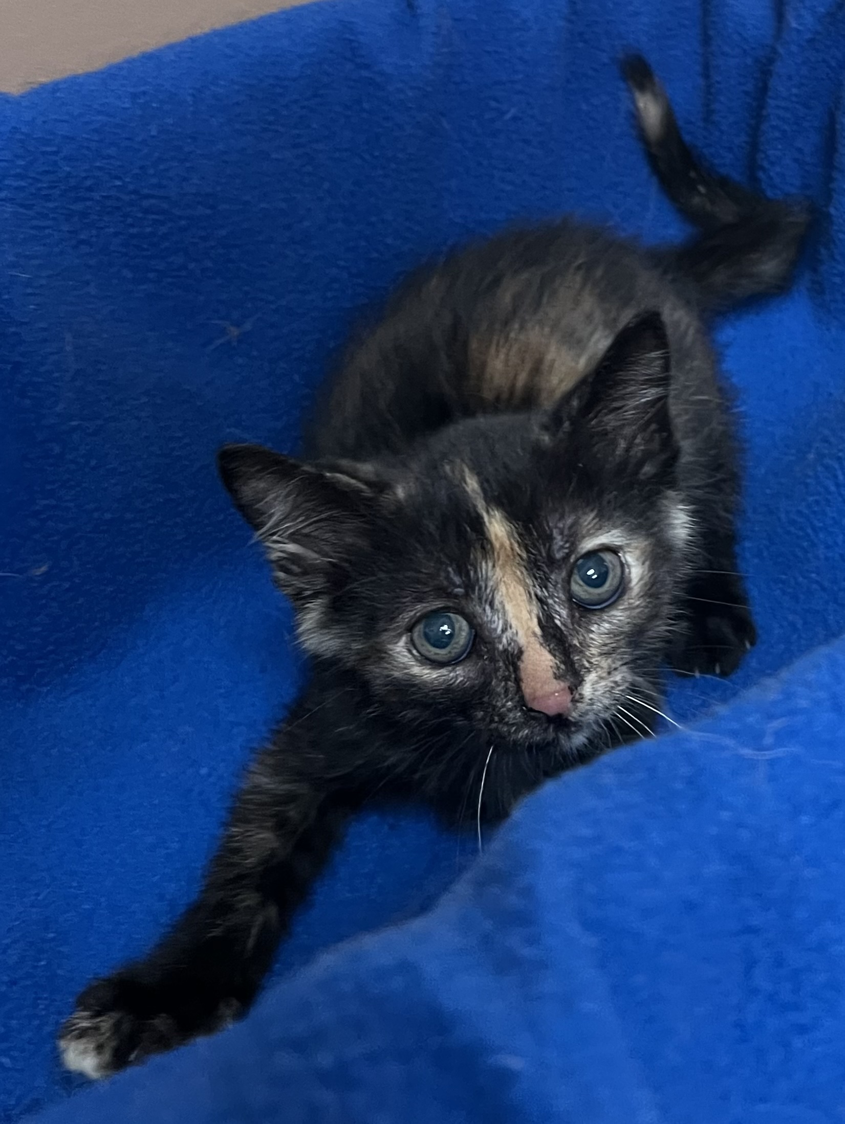 Taylor, a Adoptable Domestic Short Hair in Independence, MO image 5/5