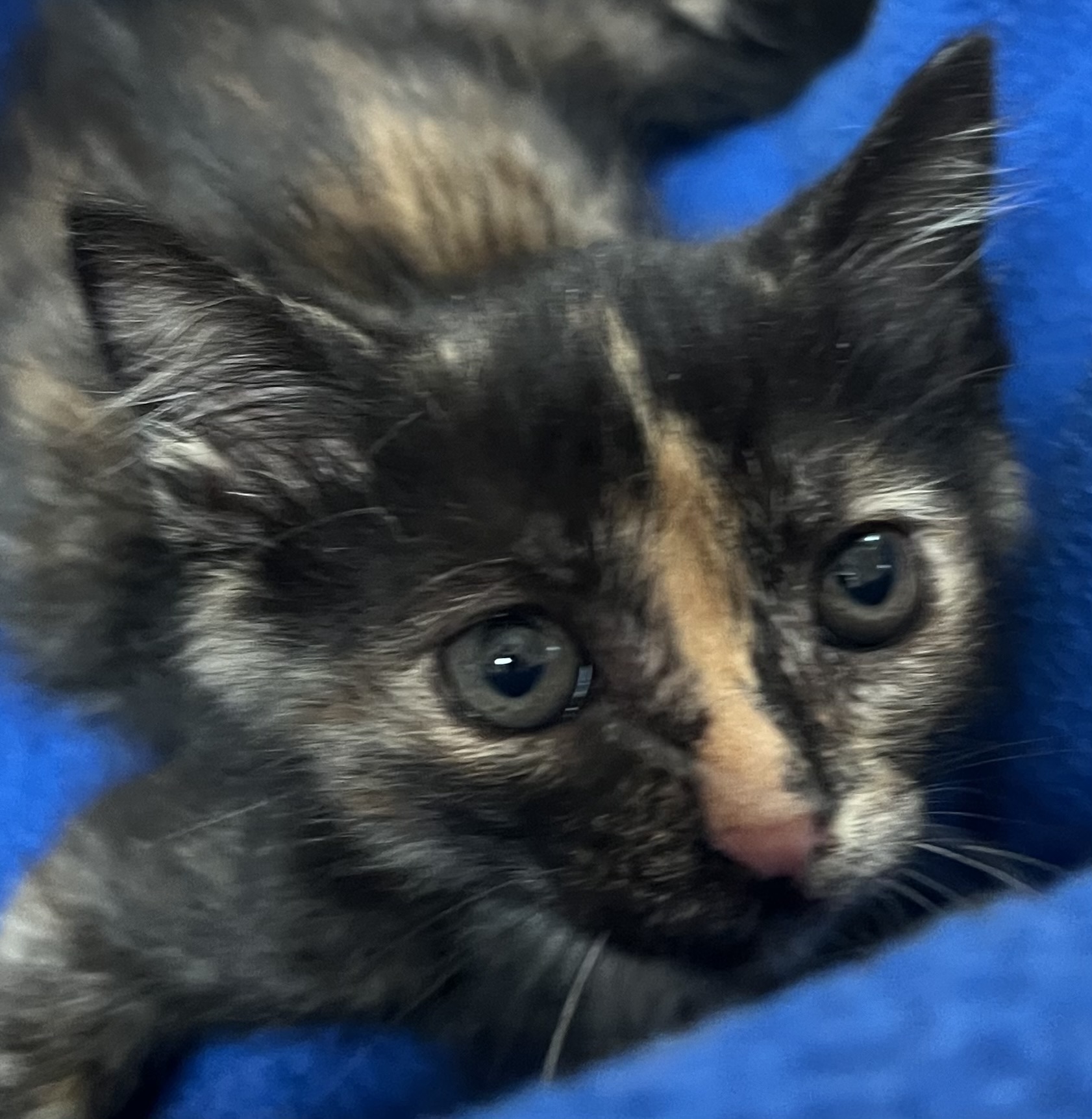 Taylor, a Adoptable Domestic Short Hair in Independence, MO image 3/5