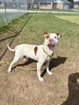 Zeus, Adoptable, Adult Male Pit Bull Terrier.