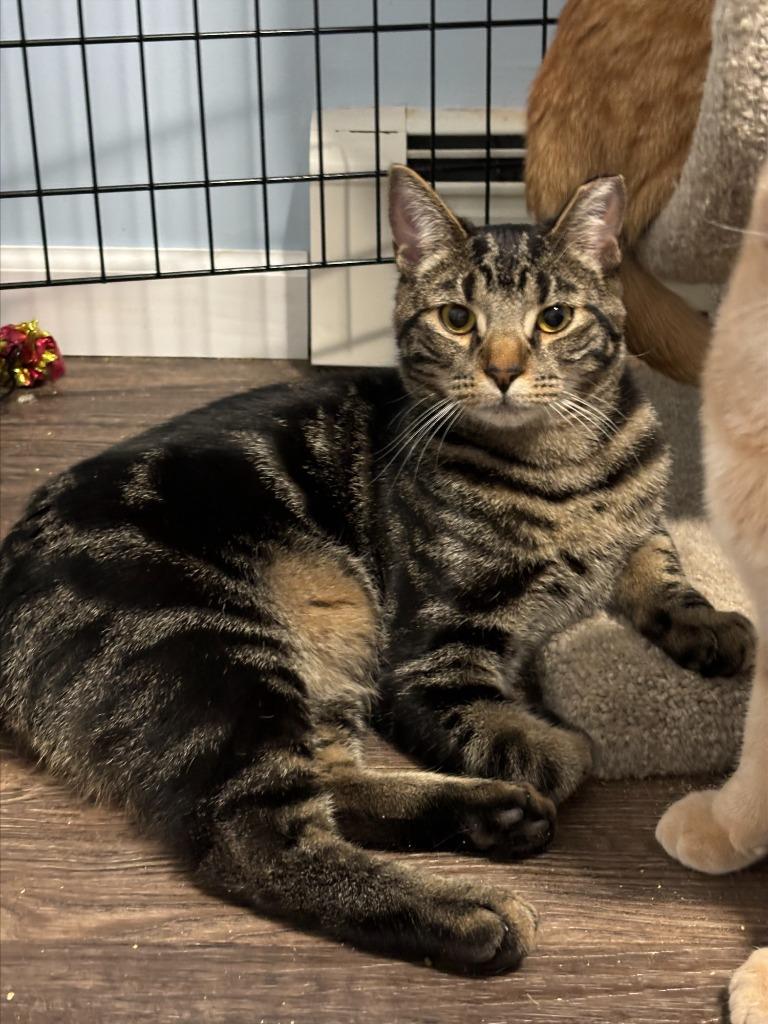 Roscoe, Adoptable, Young Male Domestic Short Hair.