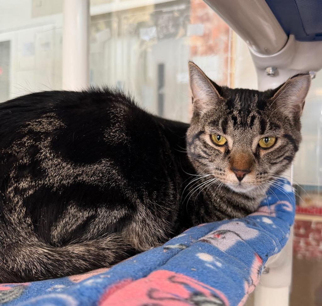 Enlarge Roscoe, a Adoptable mixed breed in Hyde Park, NY image 2/2