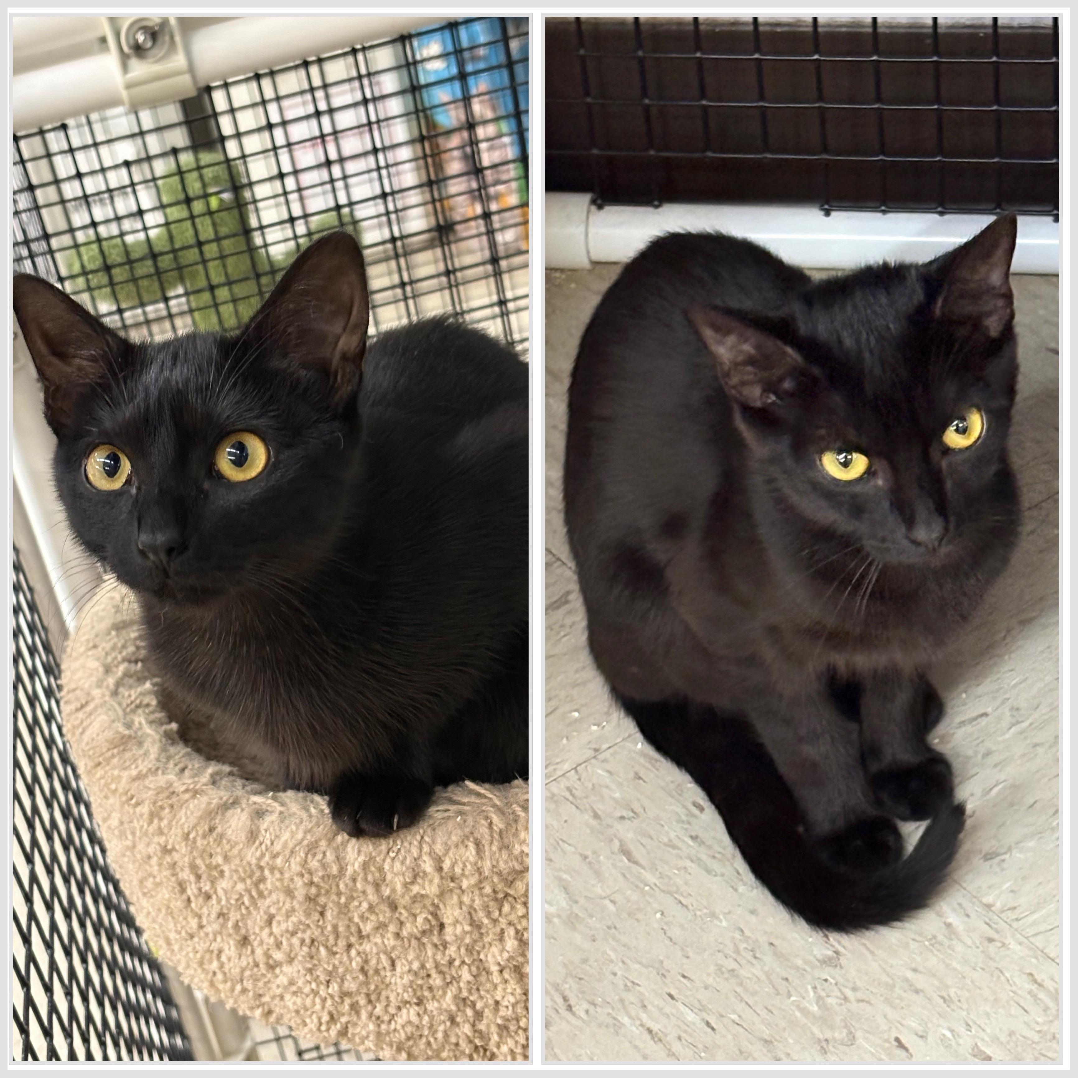 Meet Sable & Salem A Perfect Pair, ADOPTABLE, Kitten Female Domestic Short Hair.