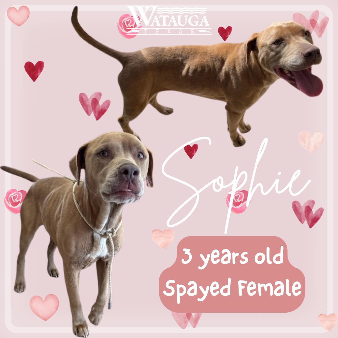 Enlarge Sophie, a ADOPTABLE Pit Bull Terrier in Watauga, TX image 1/1