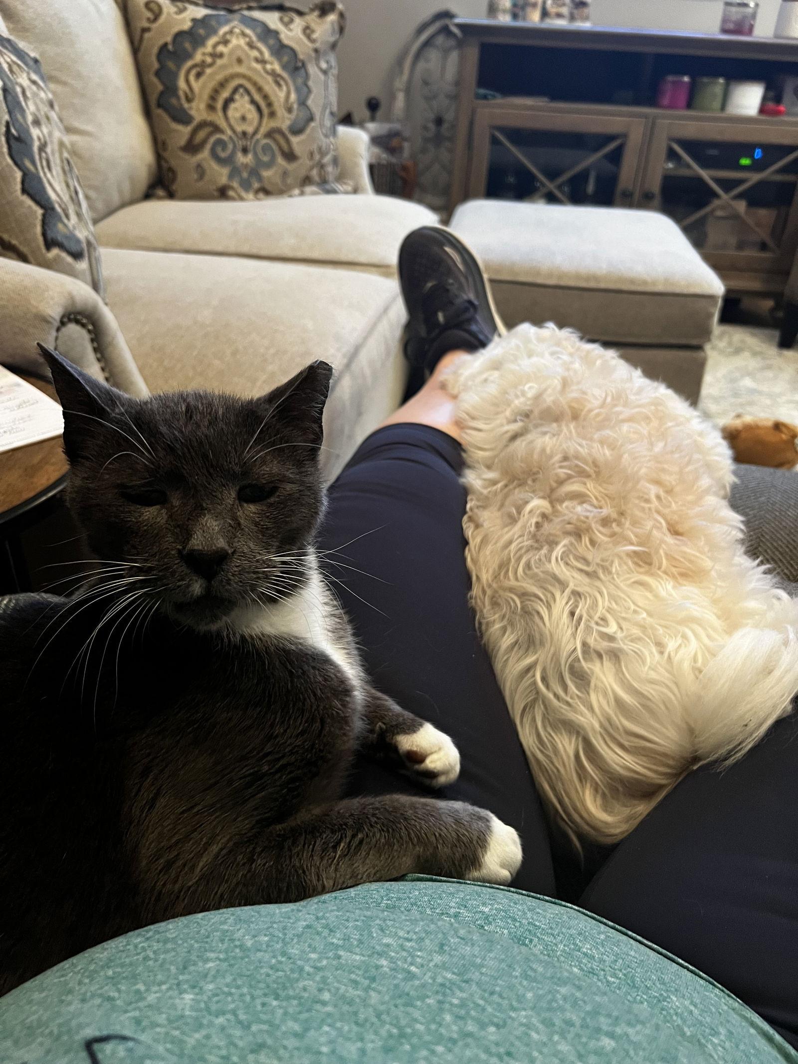 Enlarge Test, an adopted Affenpinscher in Ringwood, NJ image 1/1