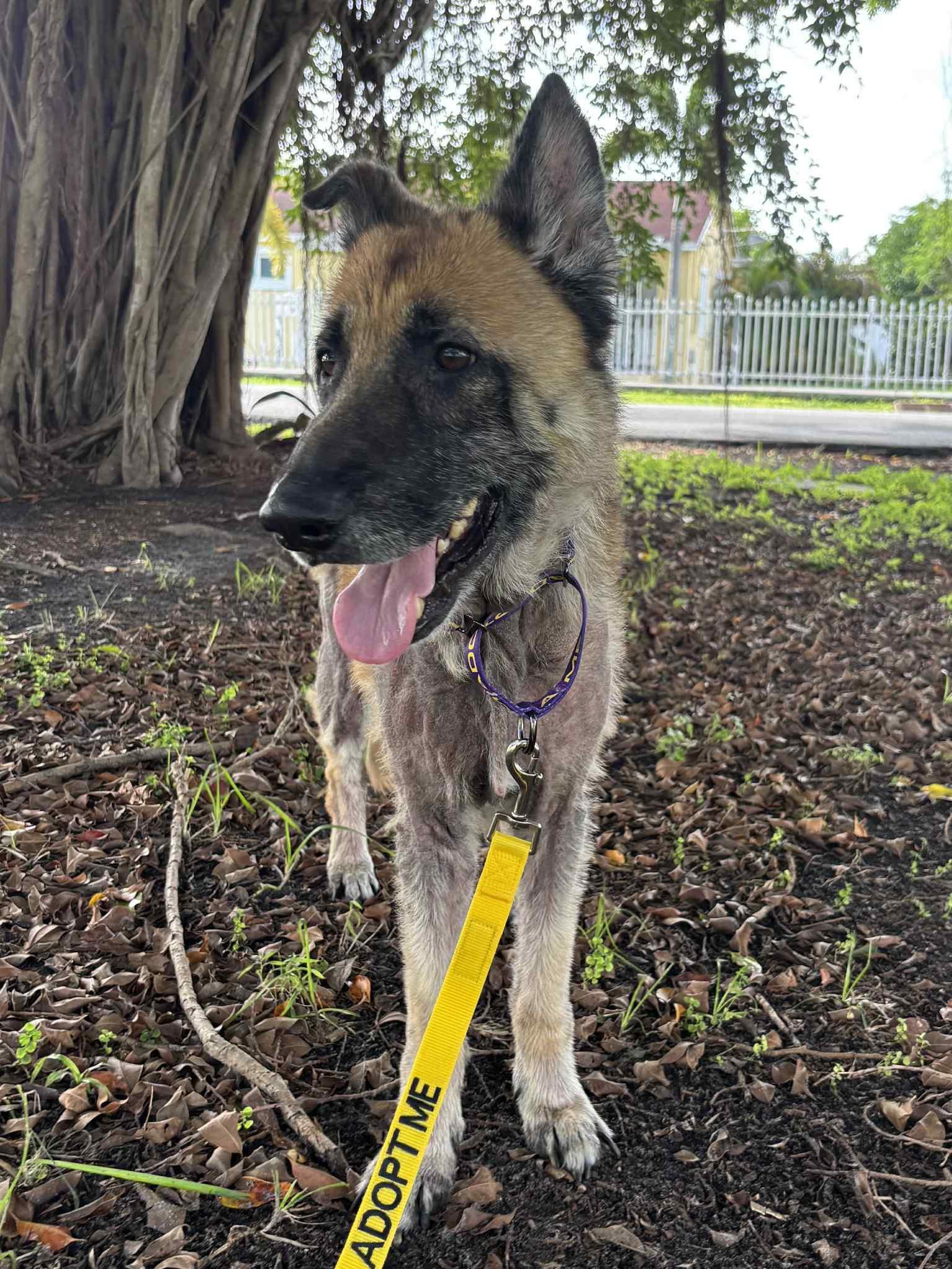 Heidi 3124, Adopted, Adult Female German Shepherd Dog.