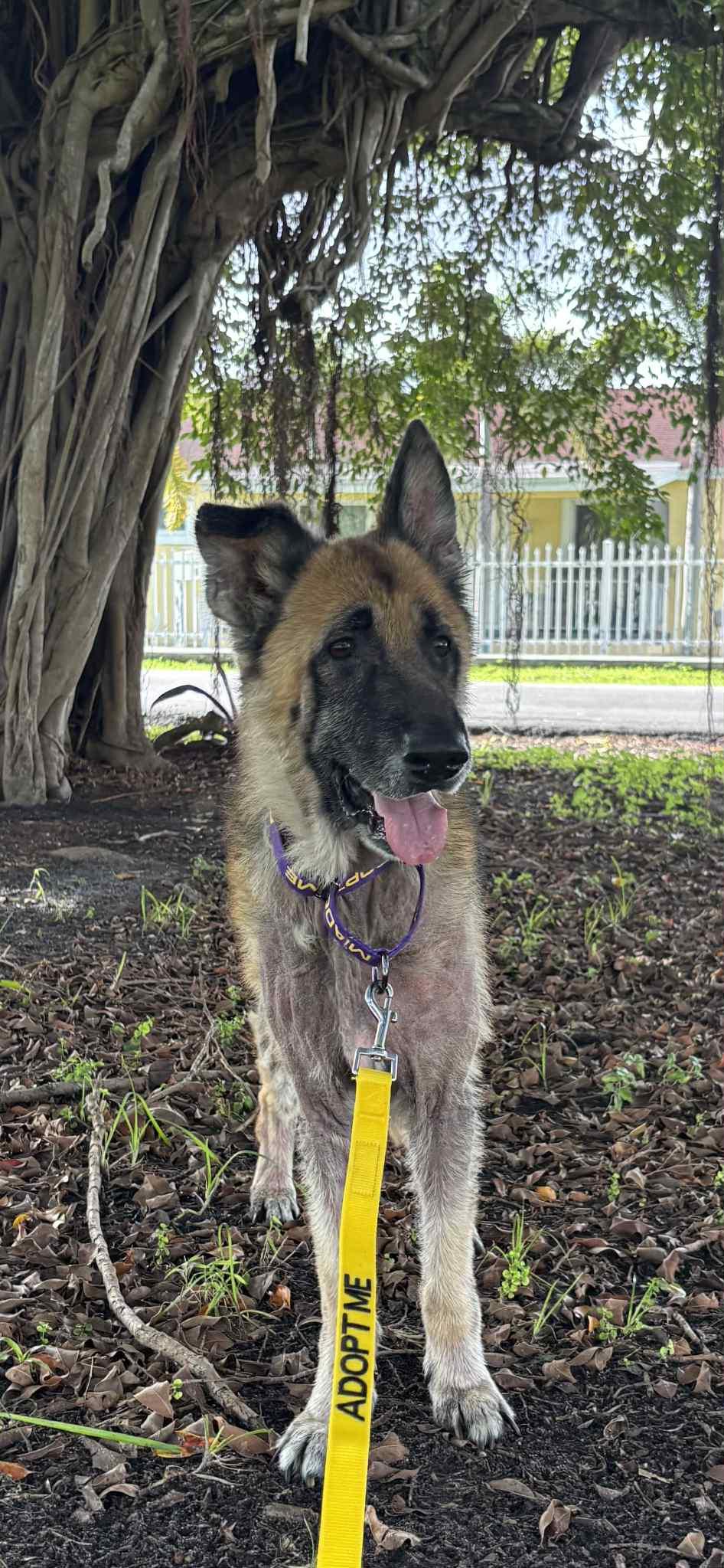 Enlarge Heidi 3124, a Adopted German Shepherd Dog in Pompano Beach, FL image 2/3