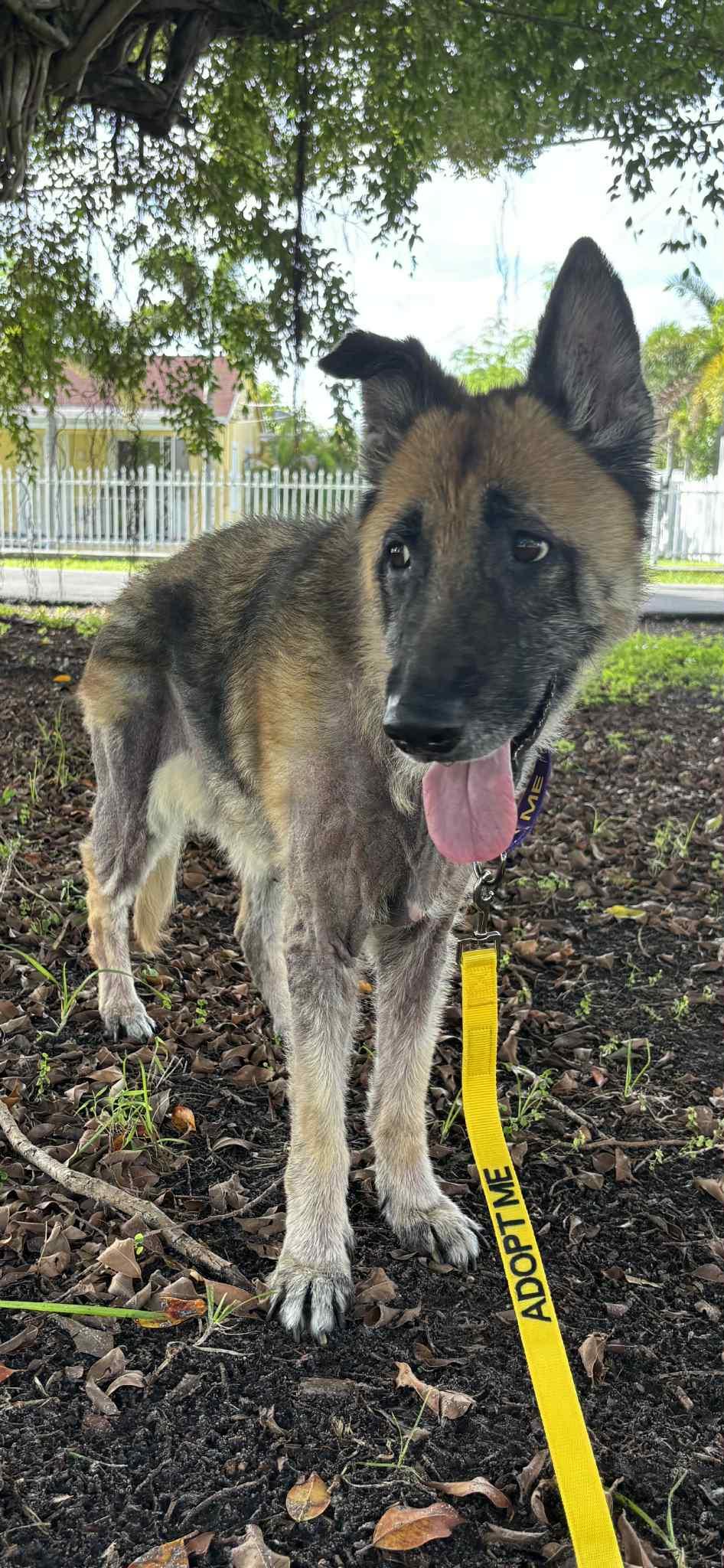 Enlarge Heidi 3124, a Adopted German Shepherd Dog in Pompano Beach, FL image 3/3