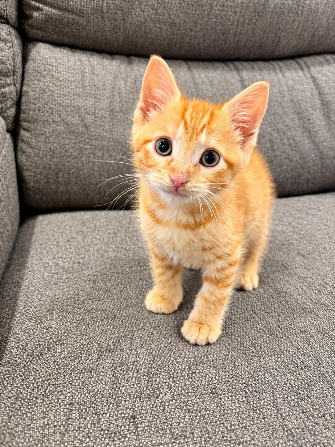 Cheeto, Adoptable, Kitten Male Domestic Short Hair.