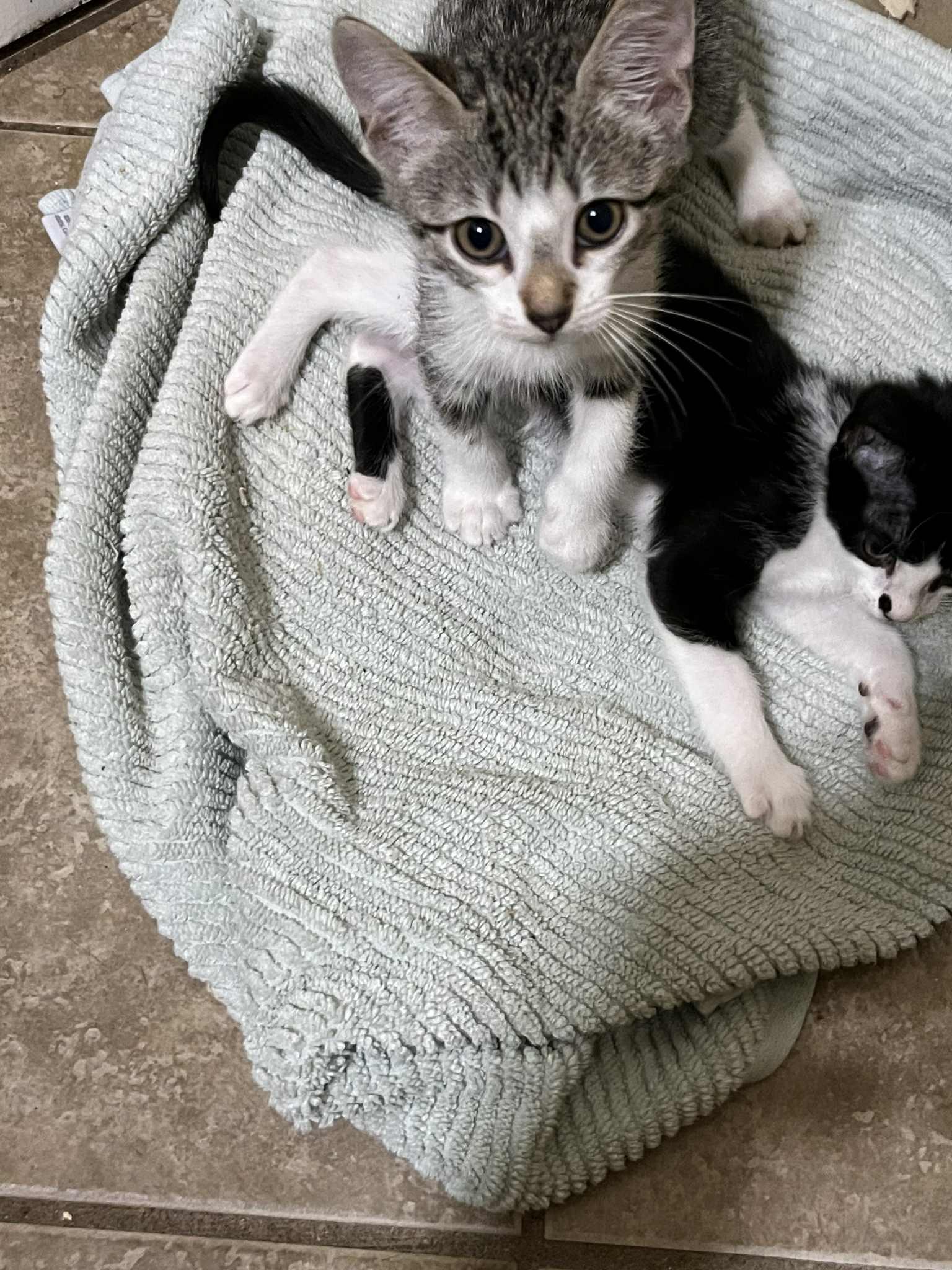 Enlarge Brooks, a Adopted Domestic Short Hair in Kenner, LA image 1/1