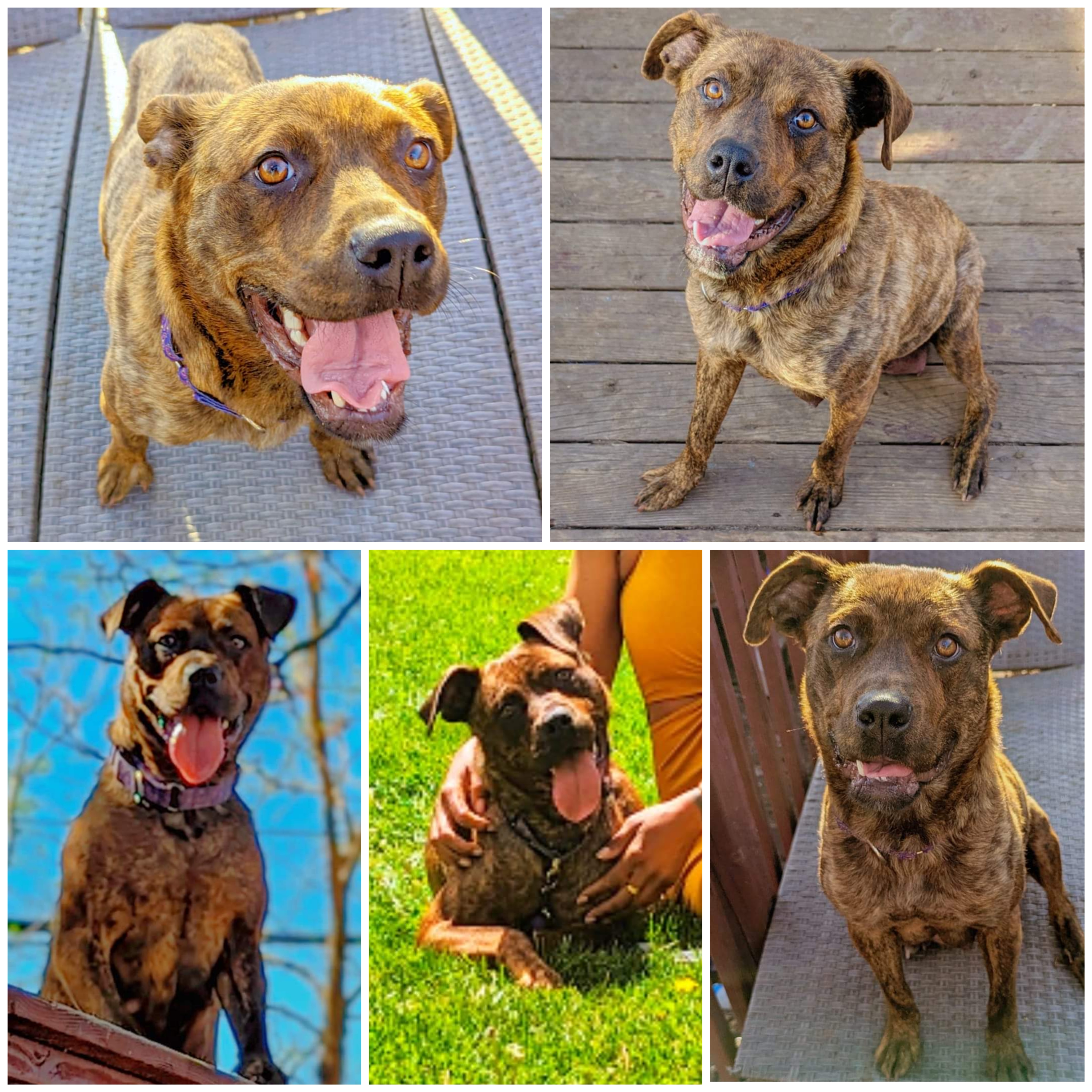Sasha, Adoptable, Adult Female Cane Corso & Mastiff.