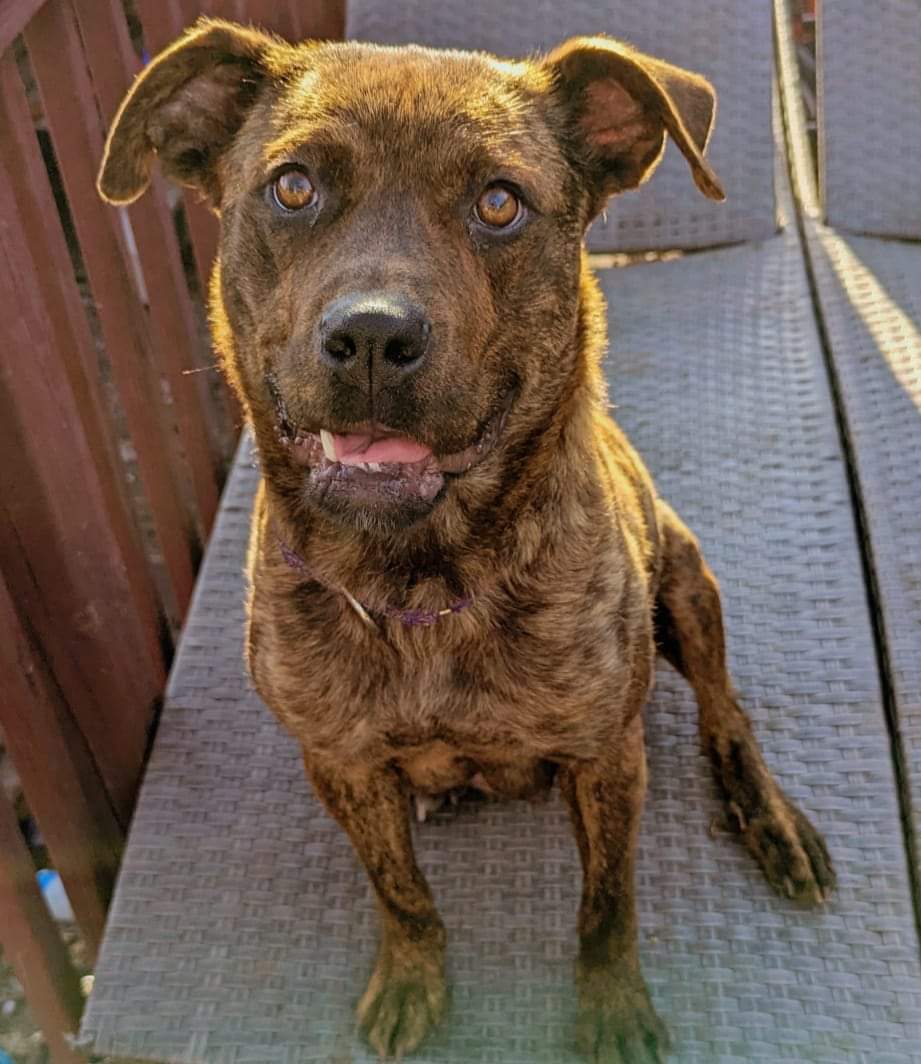 Sasha, a Adoptable mixed breed in Ferndale, MI image 3/6