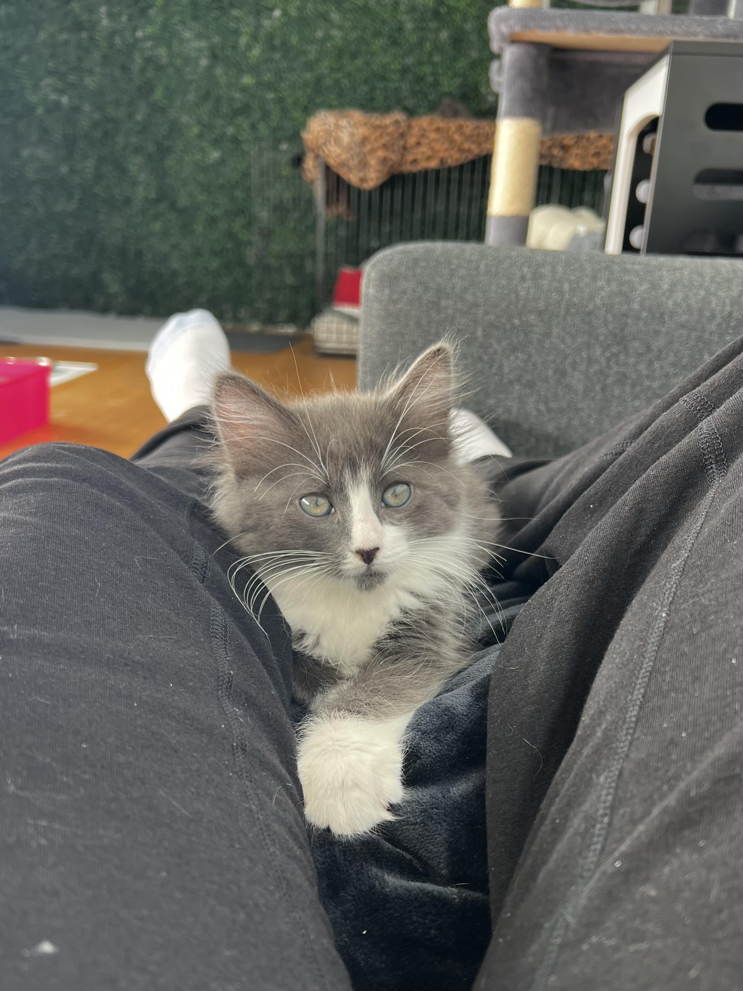 Enlarge Owen, a ADOPTABLE American Shorthair in Santa Monica, CA image 4/6