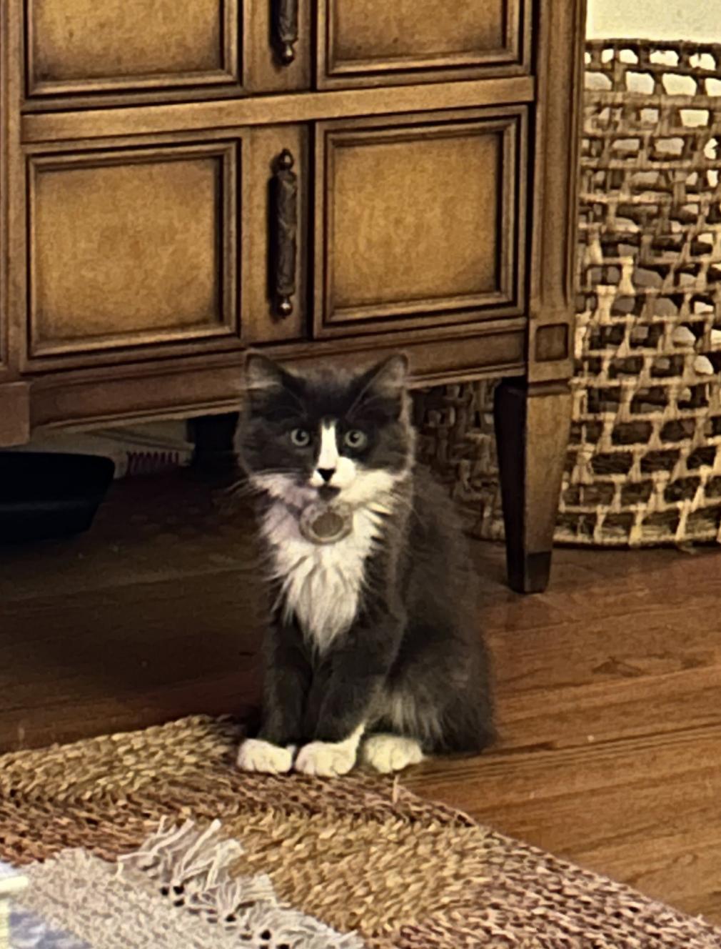 Owen, a ADOPTABLE American Shorthair in Santa Monica, CA image 3/6