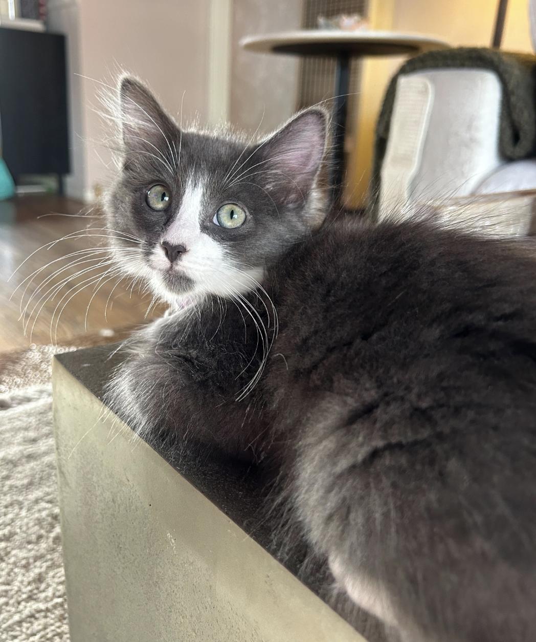 Owen, a ADOPTABLE American Shorthair in Santa Monica, CA image 1/6