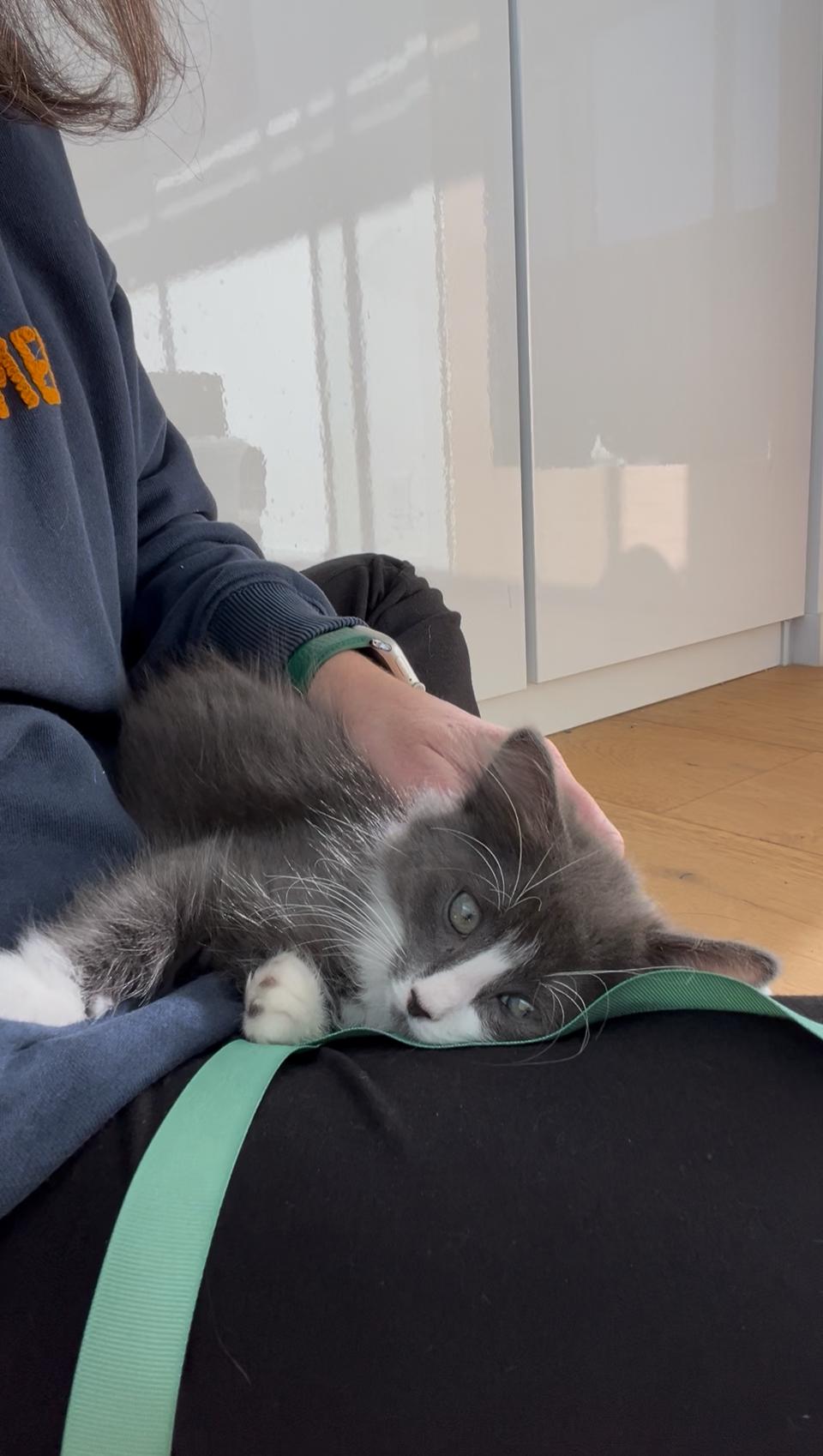 Enlarge Owen, a ADOPTABLE American Shorthair in Santa Monica, CA image 6/6