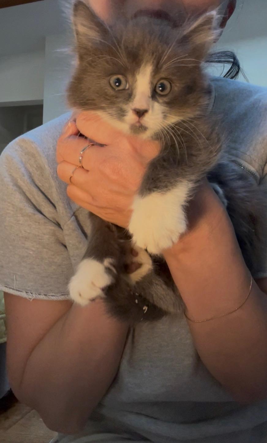 Enlarge Owen, a ADOPTABLE American Shorthair in Santa Monica, CA image 2/6