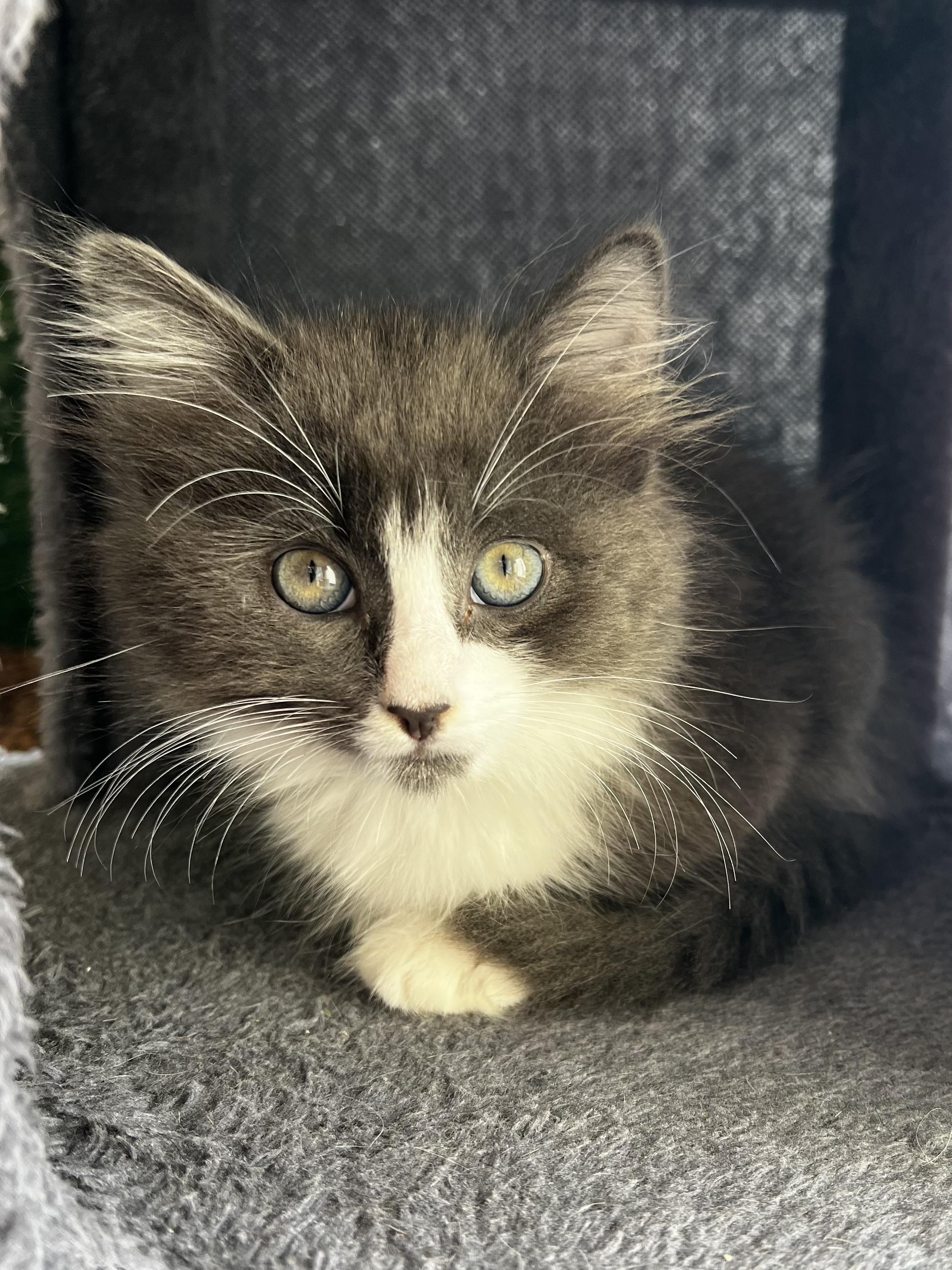 Enlarge Owen, a ADOPTABLE American Shorthair in Santa Monica, CA image 1/6