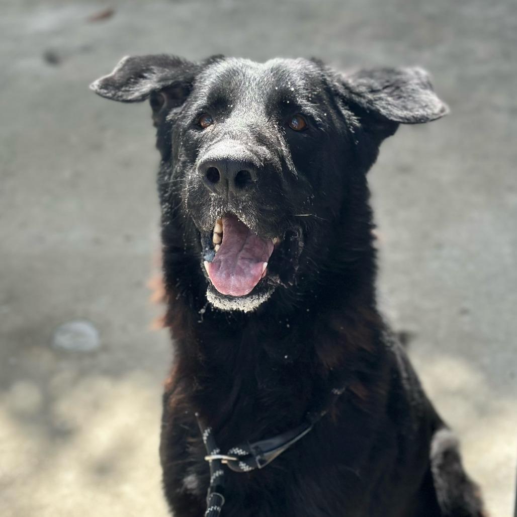 Ronny, Adoptable, Senior Male Black Labrador Retriever & Shepherd.