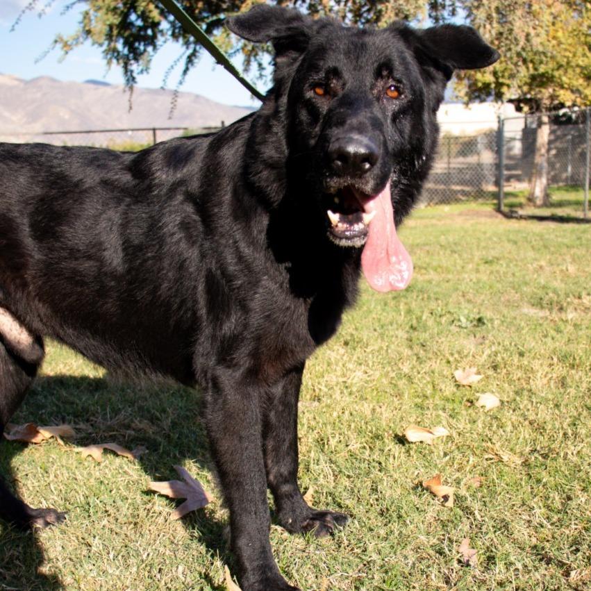 Ronny, a Adoptable mixed breed in San Jacinto, CA image 2/6
