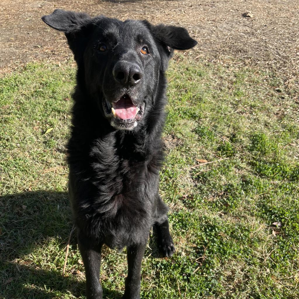 Ronny, a Adoptable mixed breed in San Jacinto, CA image 3/6