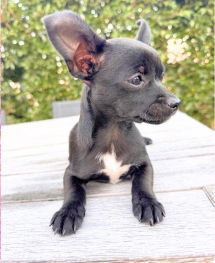 Coco, a Adopted mixed breed in San Diego, CA image 1/2