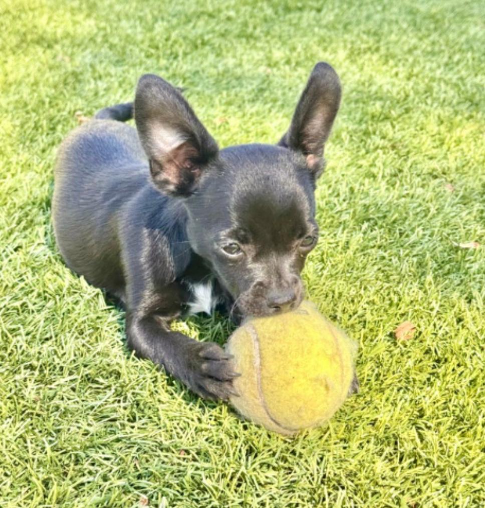 Coco, a Adopted mixed breed in San Diego, CA image 2/2