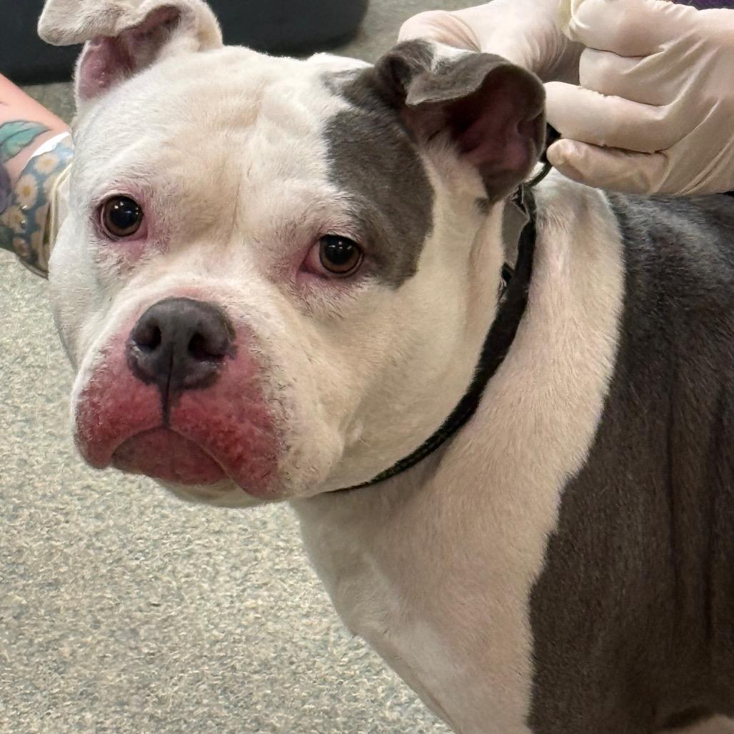 Belle, Adoptable, Adult Female Mixed Breed.