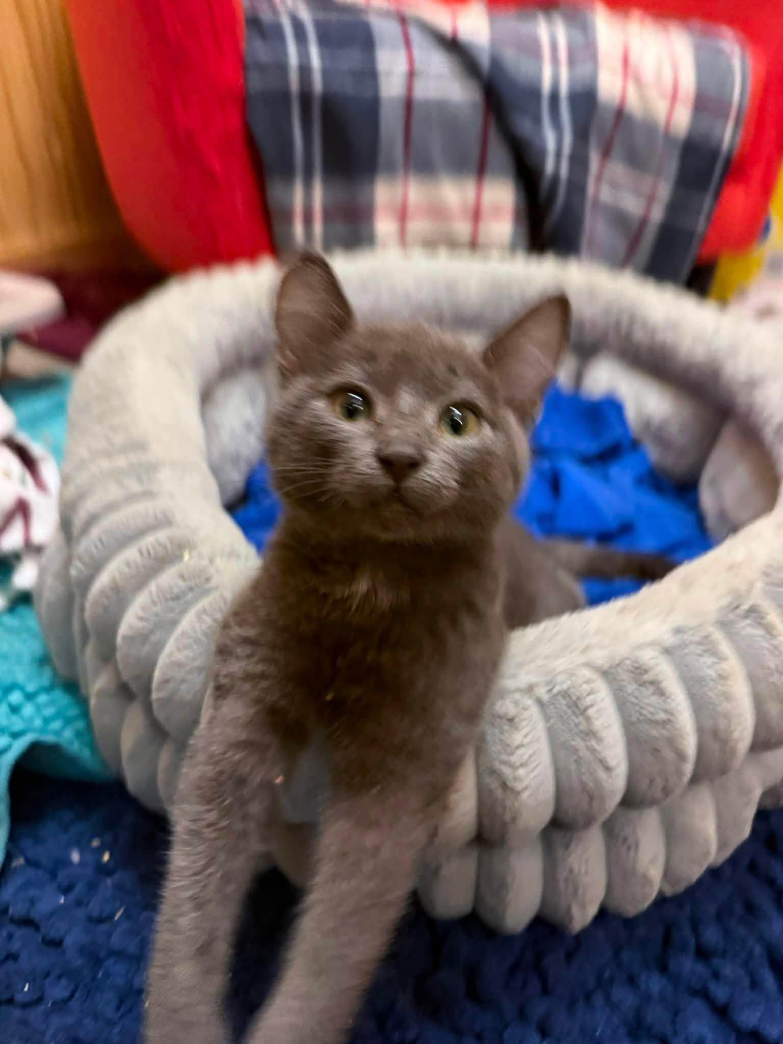 Enlarge Sir Montgomery, a ADOPTABLE Russian Blue in Oregon, WI image 4/6