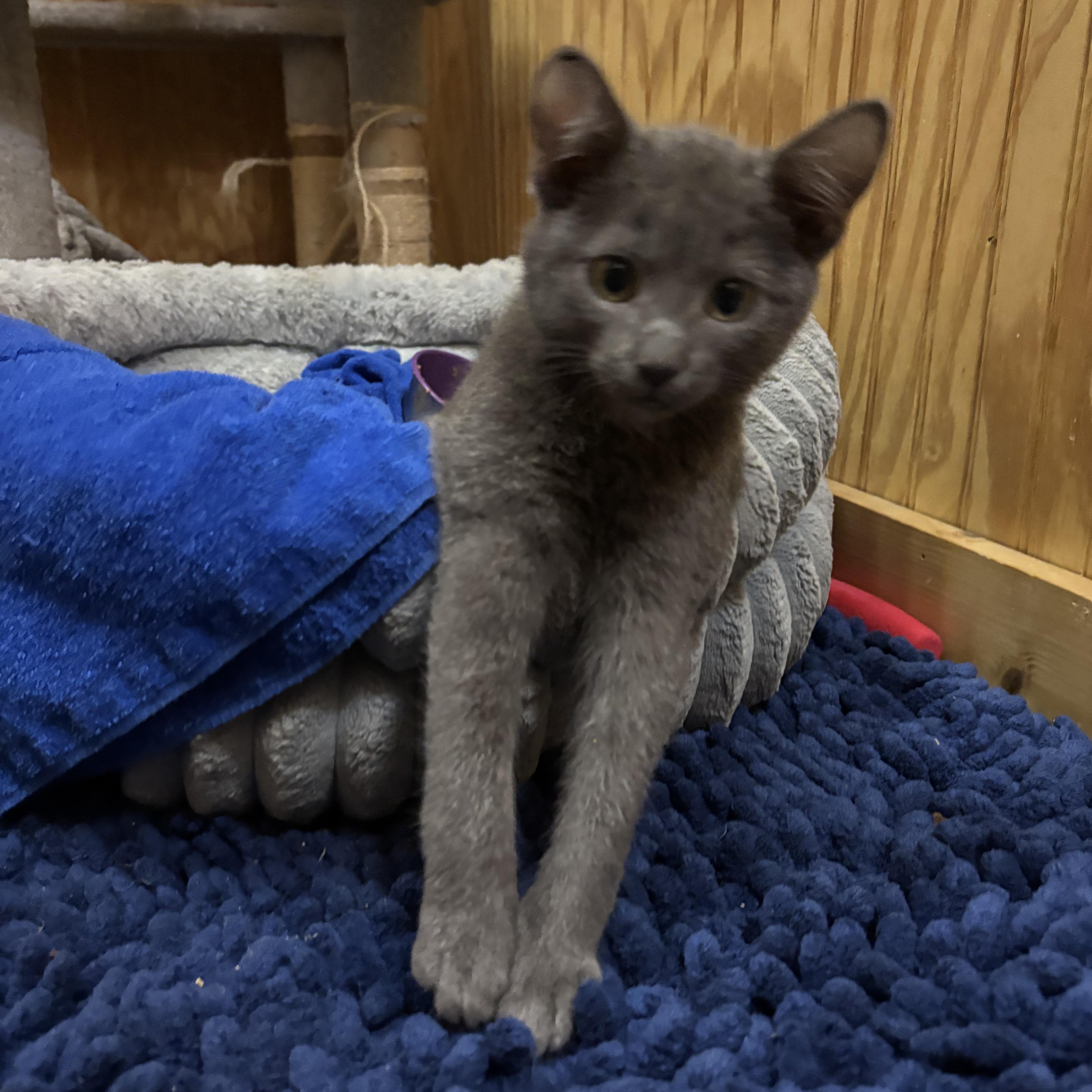 Sir Montgomery, ADOPTABLE, Kitten Male Russian Blue.