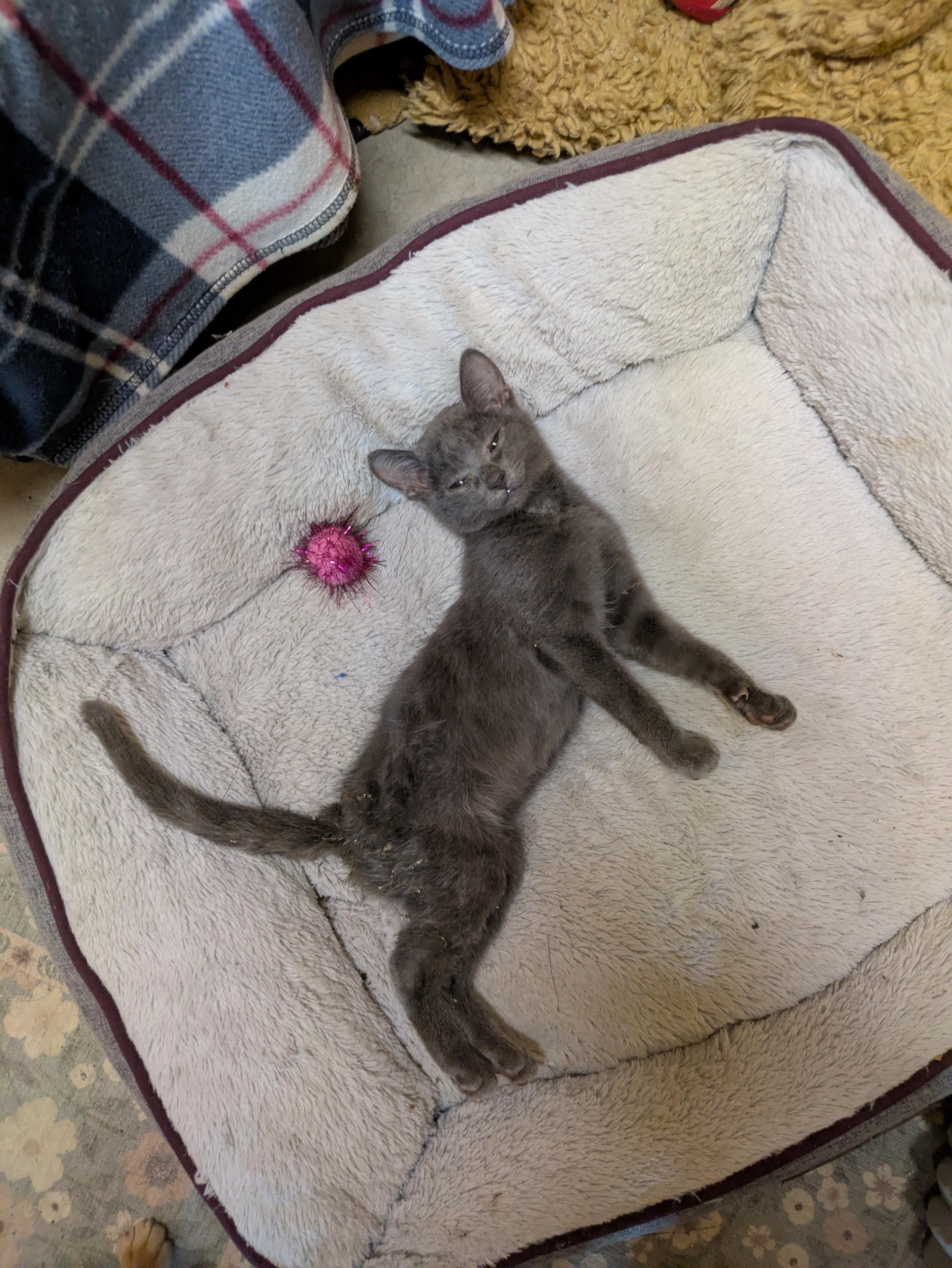 Enlarge Sir Montgomery, a ADOPTABLE Russian Blue in Oregon, WI image 5/6
