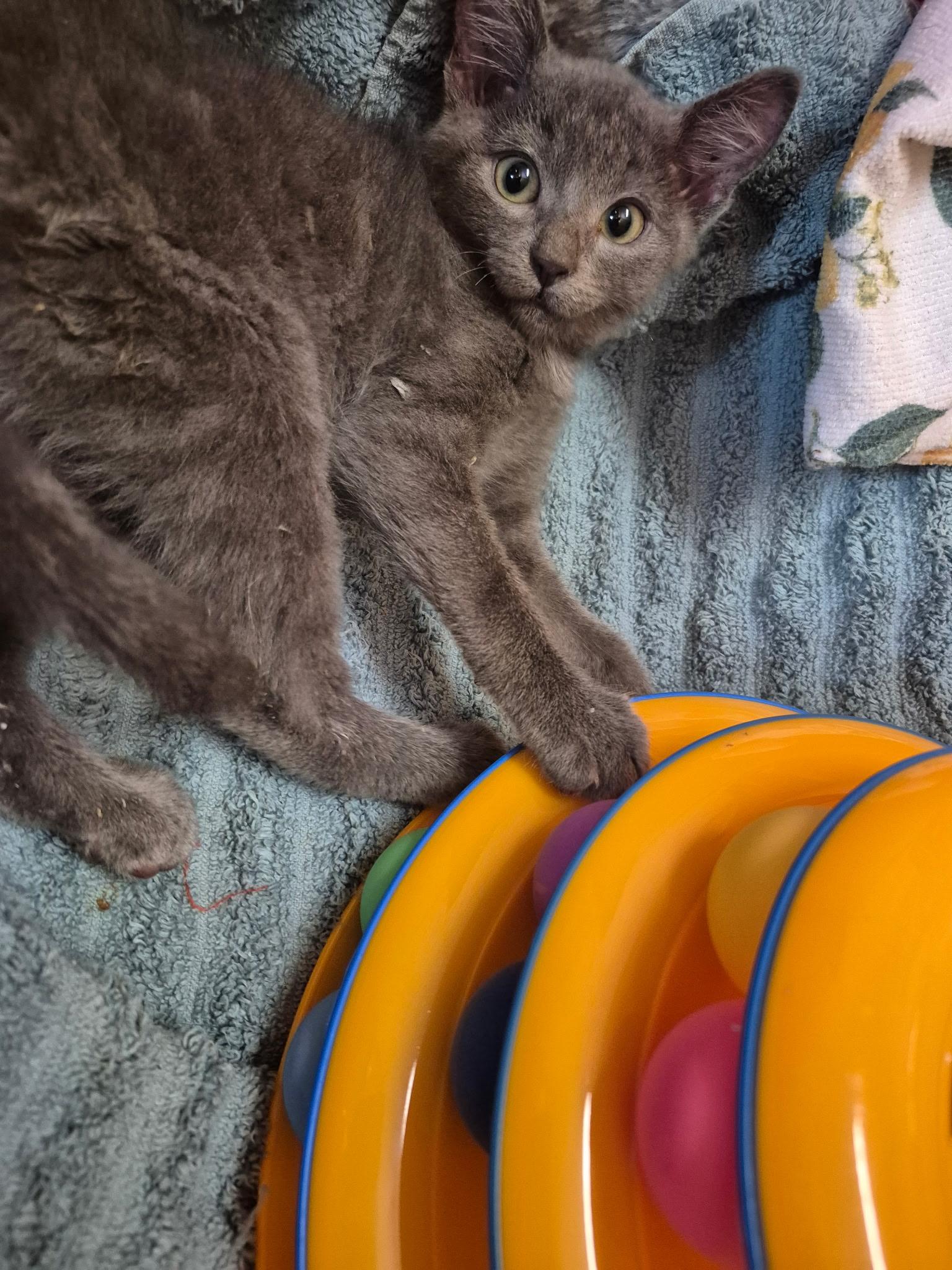 Enlarge Sir Montgomery, a ADOPTABLE Russian Blue in Oregon, WI image 2/6