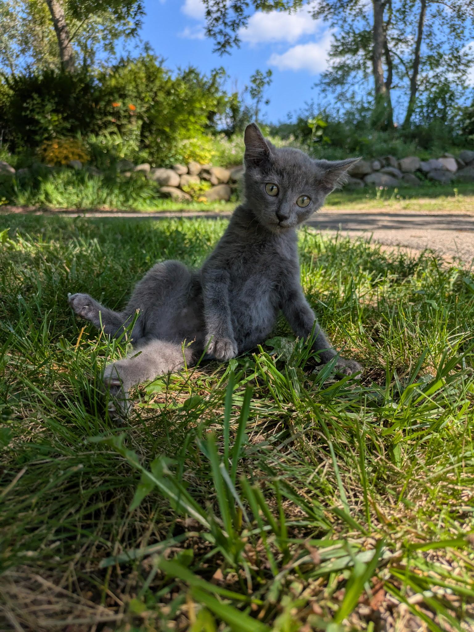 Enlarge Sir Montgomery, a ADOPTABLE Russian Blue in Oregon, WI image 3/6