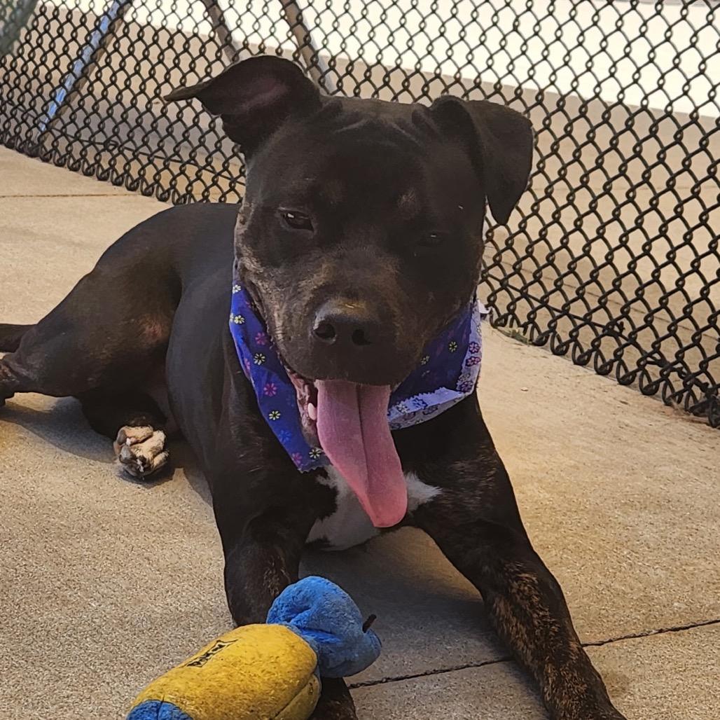 Lahoma, Adoptable, Adult Female Pit Bull Terrier & Mixed Breed.