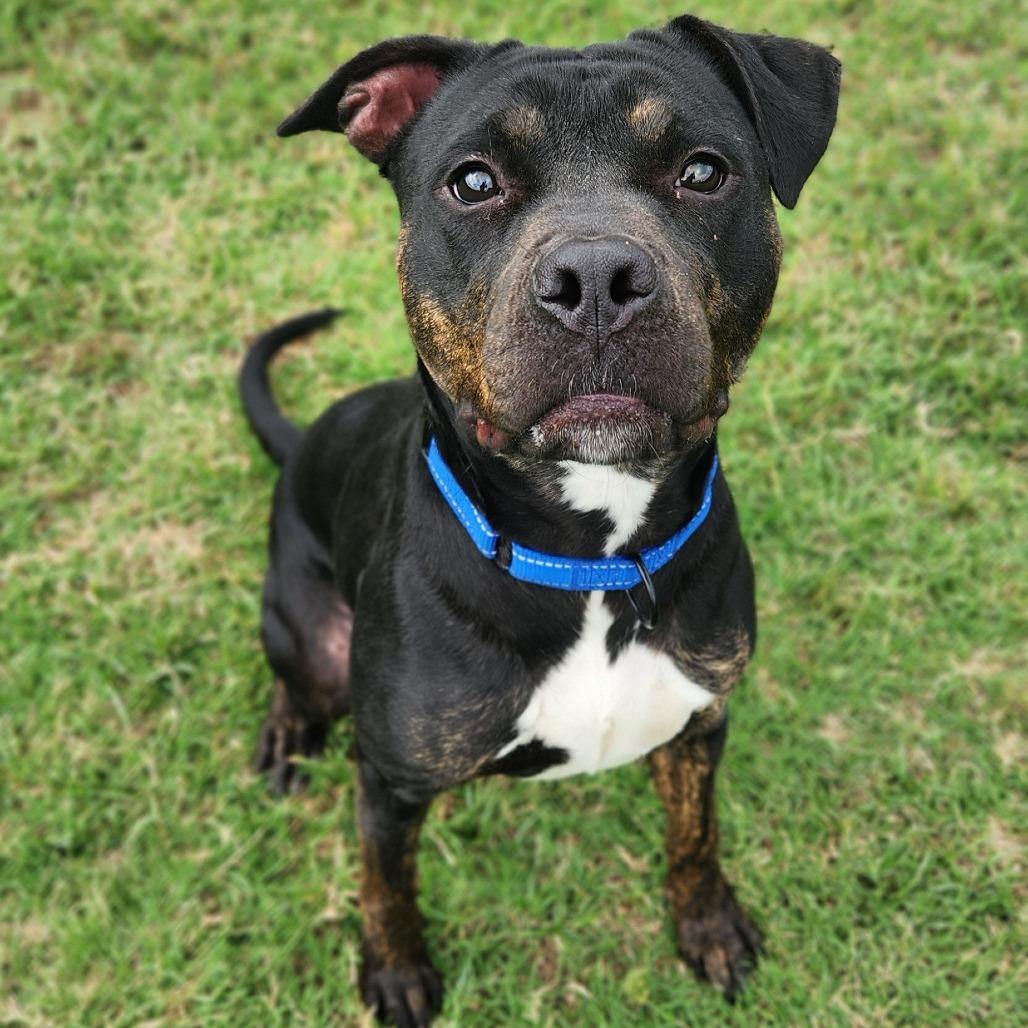 Lahoma, a Adoptable mixed breed in Norman, OK image 2/6