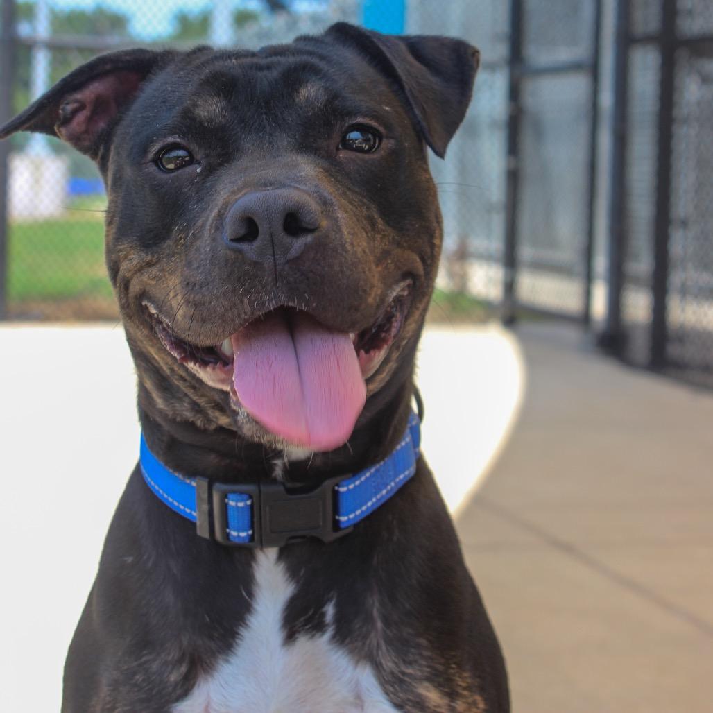 Lahoma, a Adoptable mixed breed in Norman, OK image 3/6