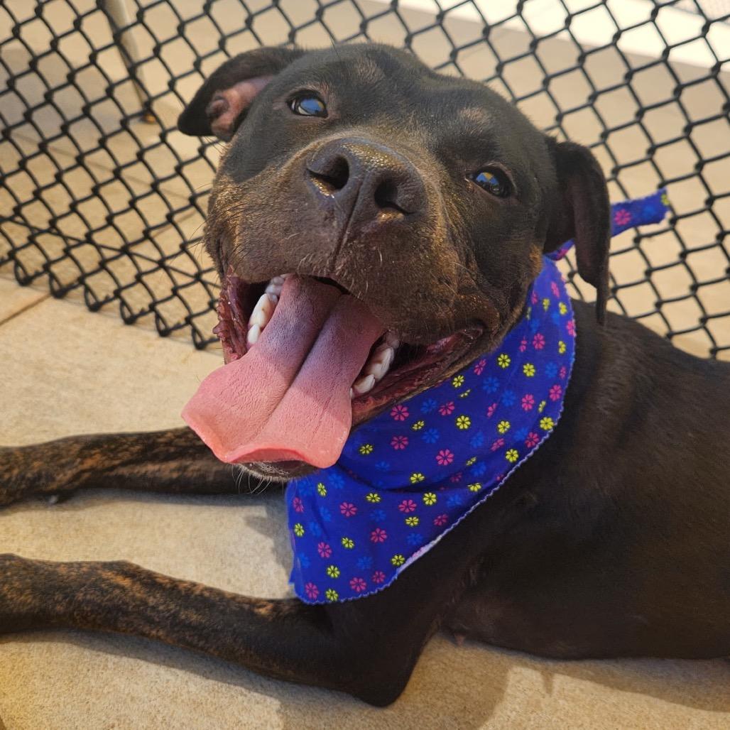 Lahoma, a Adoptable mixed breed in Norman, OK image 4/6
