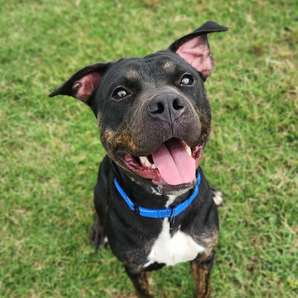 Lahoma, a Adoptable mixed breed in Norman, OK image 5/6