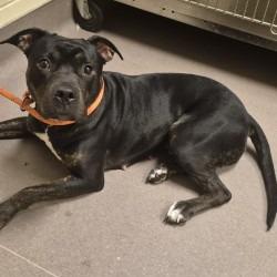 Lahoma, a Adoptable mixed breed in Norman, OK image 6/6