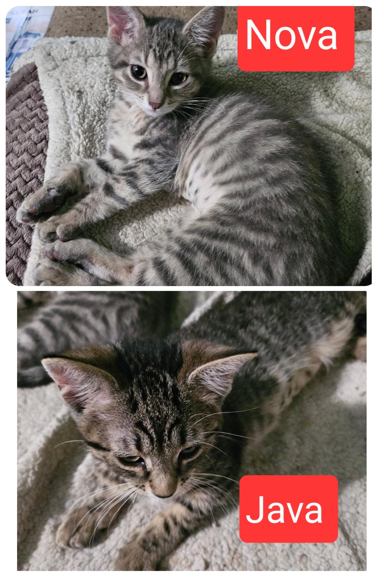 Java and Nova (SC)