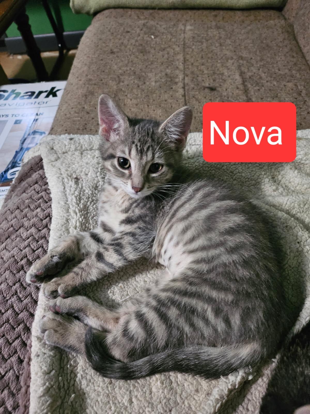 Java and Nova (SC)