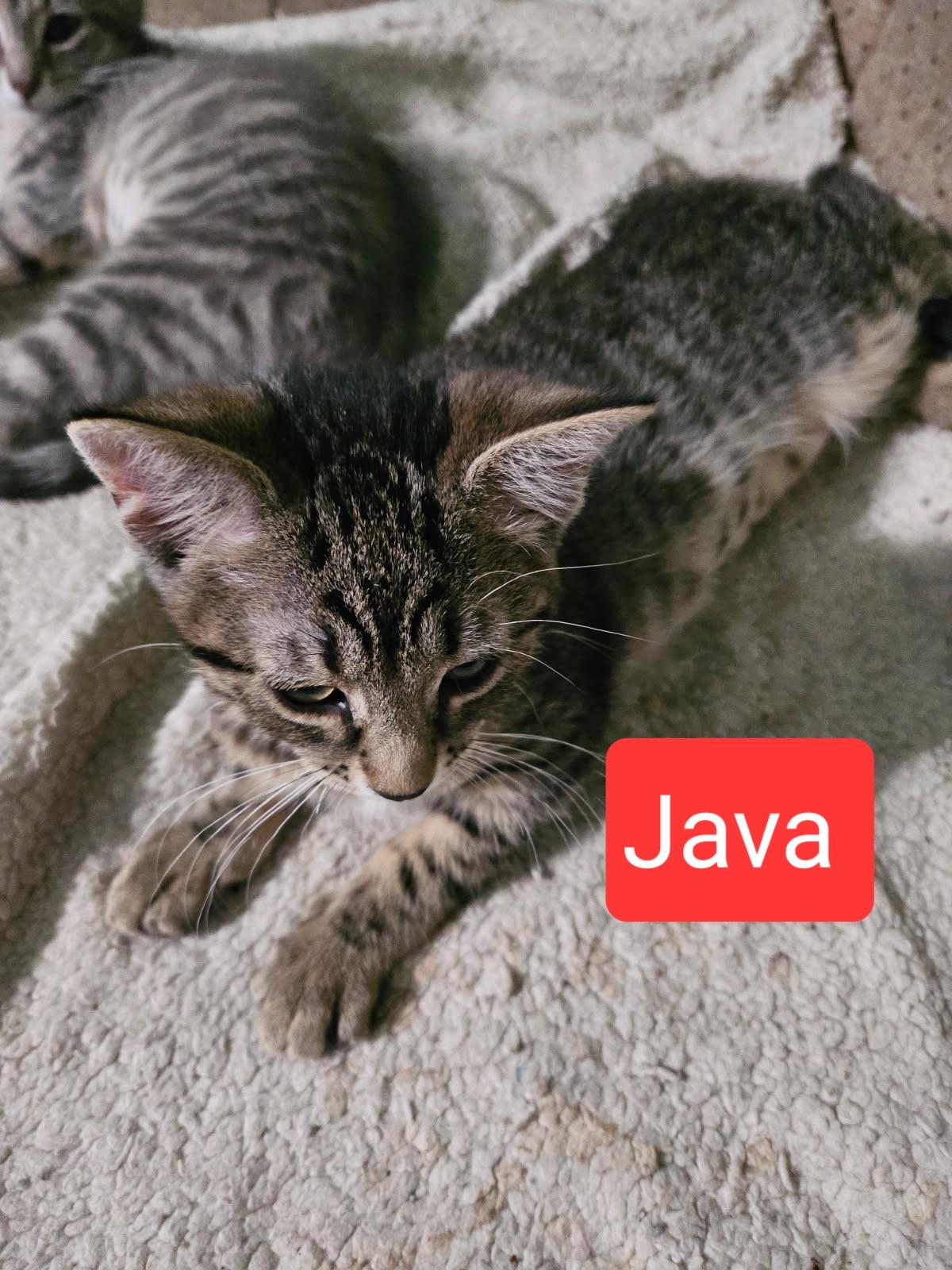 Java and Nova (SC)
