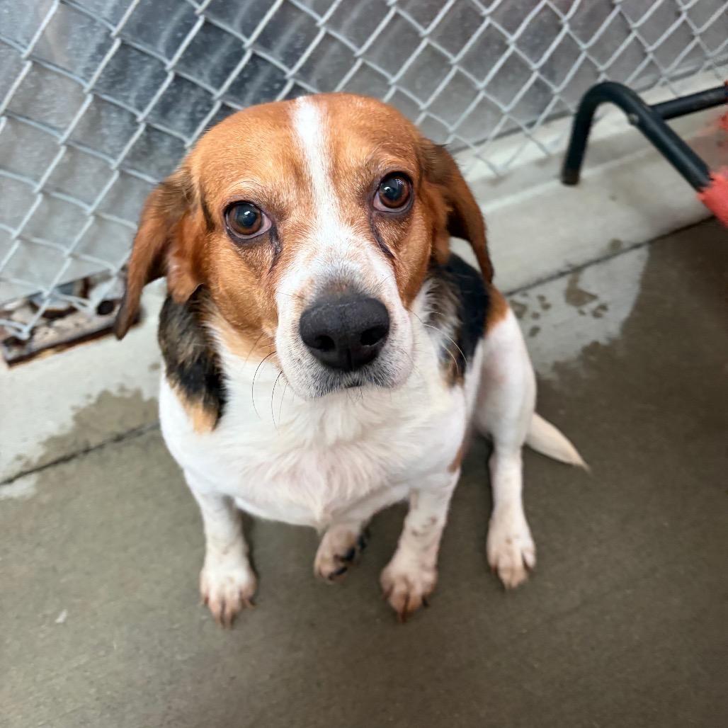 Cove, Adoptable, Adult Female Beagle.