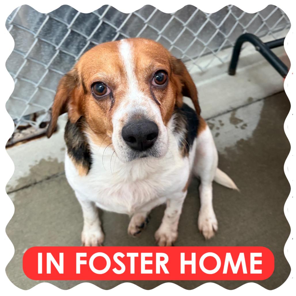 Enlarge Cove, a Adoptable Beagle in Delaware, OH image 2/3