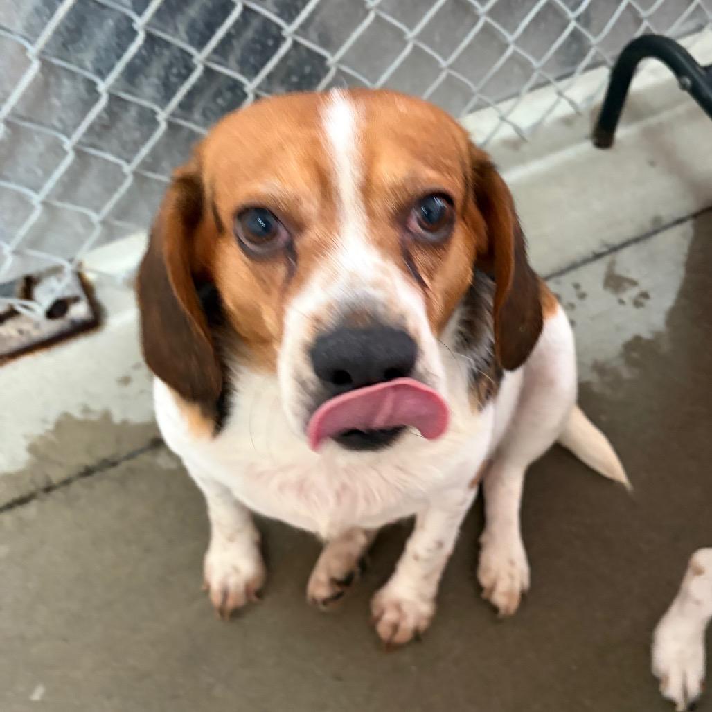Enlarge Cove, a Adoptable Beagle in Delaware, OH image 3/3