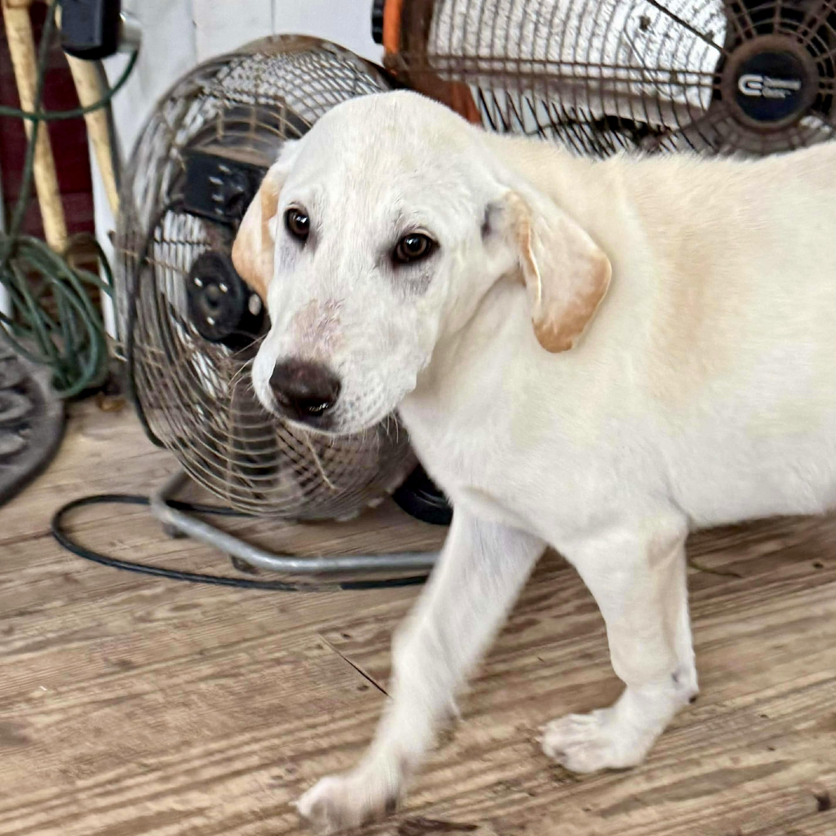 Wonder , a Adoptable Labrador Retriever in Buffalo, NY image 1/6