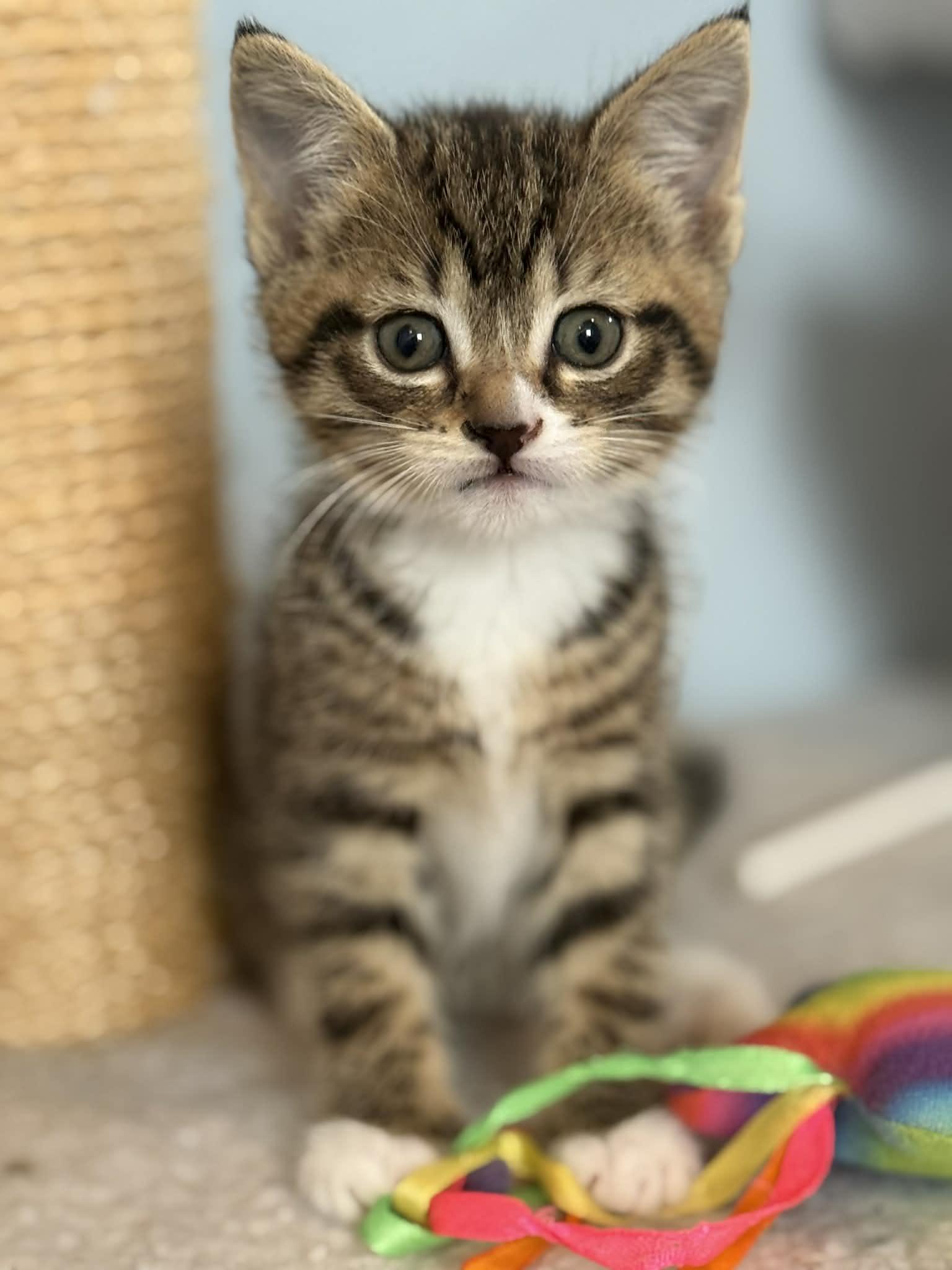 Lucy, Adopted, Young Female Domestic Short Hair.