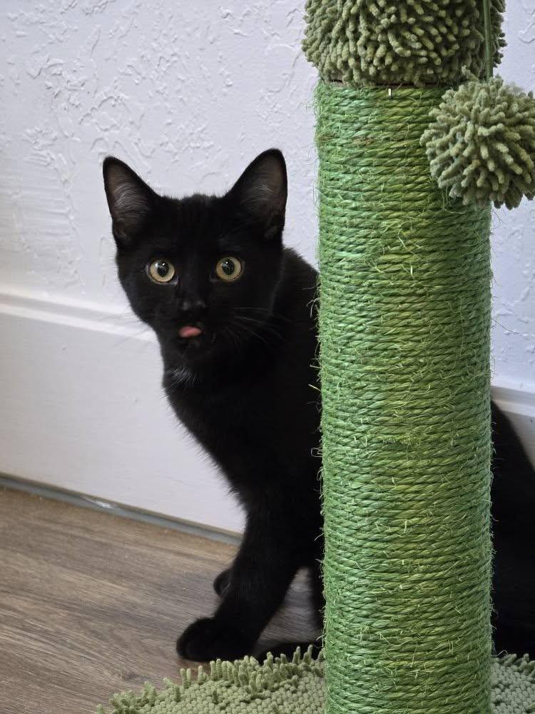 Patches, adopted, Young Male Domestic Short Hair.