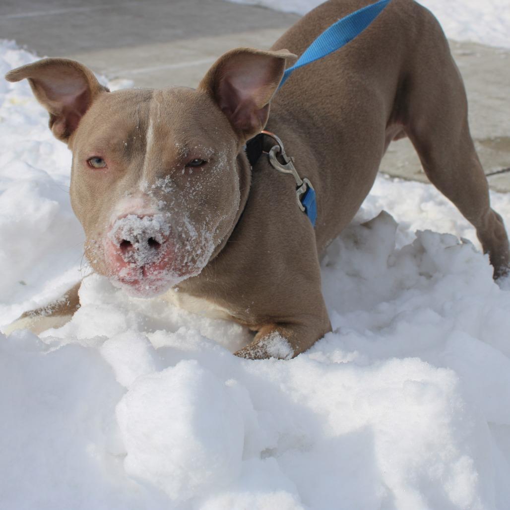 Enlarge Bubba, a Adoptable Pit Bull Terrier in Champaign, IL image 1/6