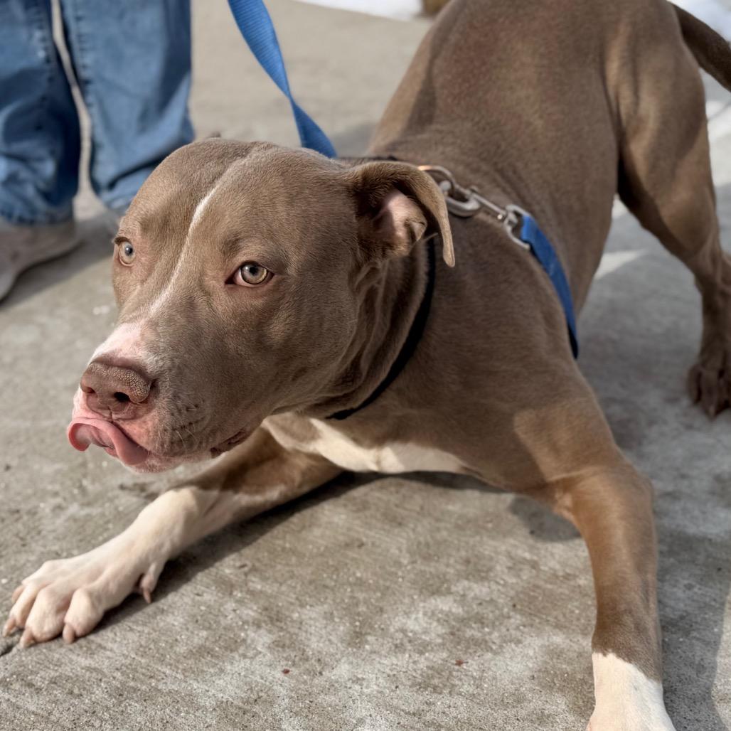 Enlarge Bubba, a Adoptable Pit Bull Terrier in Champaign, IL image 2/6