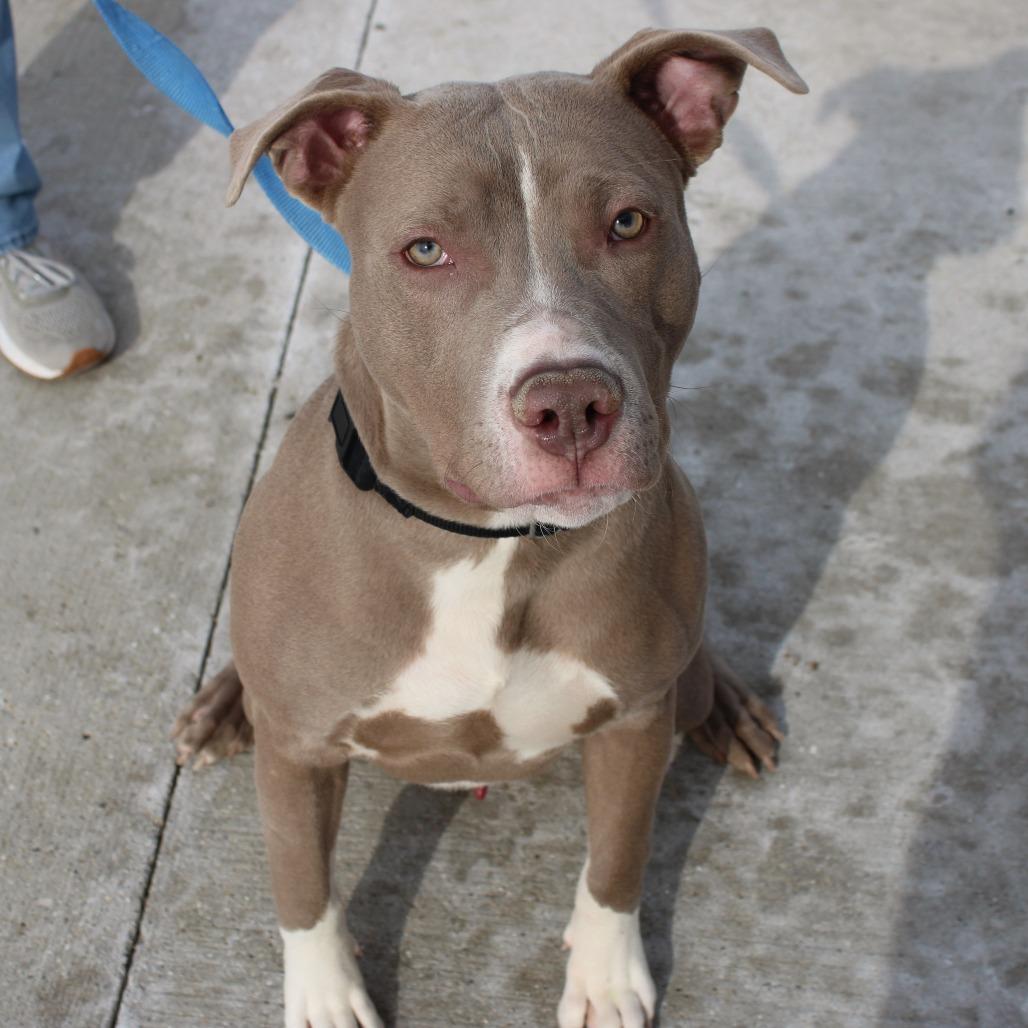 Enlarge Bubba, a Adoptable Pit Bull Terrier in Champaign, IL image 3/6